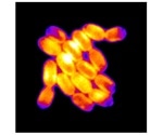 New technique to study growth and proliferation of cyanobacteria