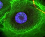 How do stem cells promote neuronal growth in tissue regeneration?