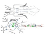Researchers discover the RNA editing process in squids