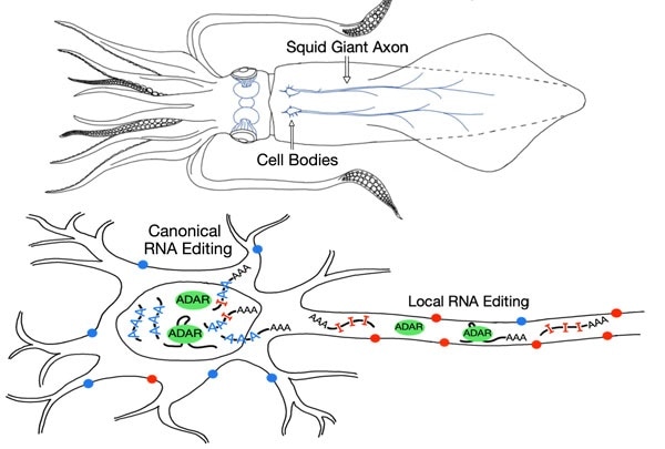 Researchers discover the RNA editing process in squids