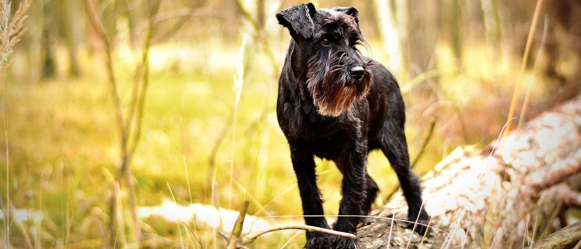 New canine study can benefit diagnostics and treatment of retinitis pigmentosa