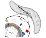 Researchers develop a modular system for genetic reprogramming of bacteria