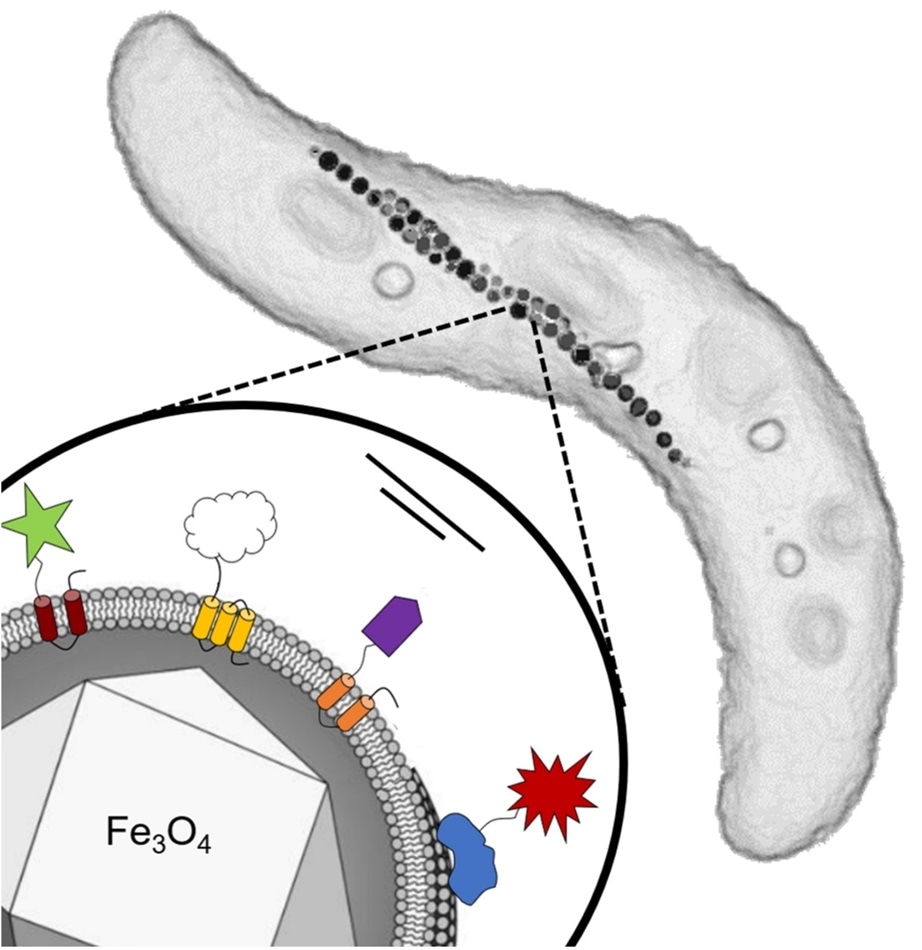 Researchers develop a modular system for genetic reprogramming of bacteria