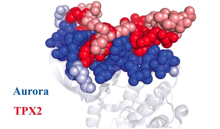 New discovery reveals earliest known instance of complex form of protein regulation