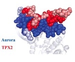 New discovery reveals earliest known instance of complex form of protein regulation