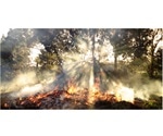 Research sheds light on why some invasive plants gain a headstart after fire