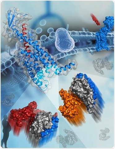 Study offers detailed molecular map of interaction patterns of GPCR and different G protein subtypes Study offers detailed molecular map of interaction patterns of GPCR and different G protein subtypes