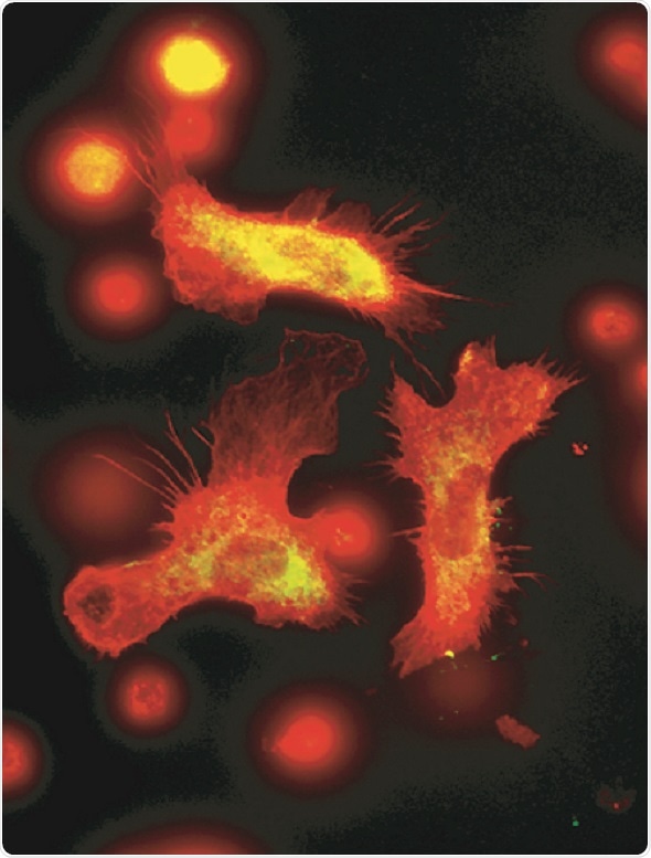 Researchers uncover a surprising property of blood stem cells