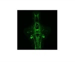 Parallel neural pathways bypassing brain’s frequency control enable animals to move faster