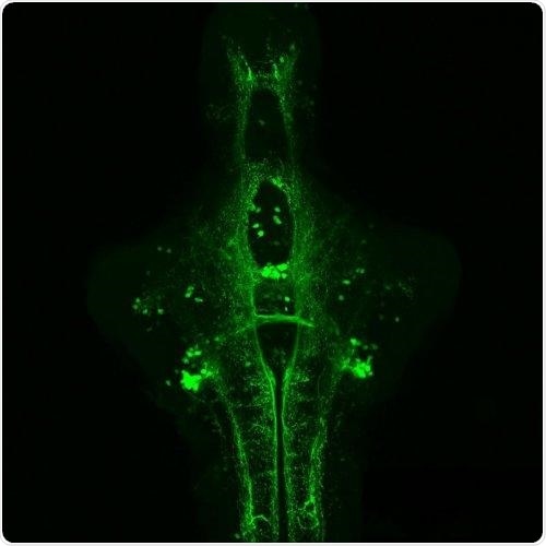Parallel neural pathways bypassing brain’s frequency control enable animals to move faster