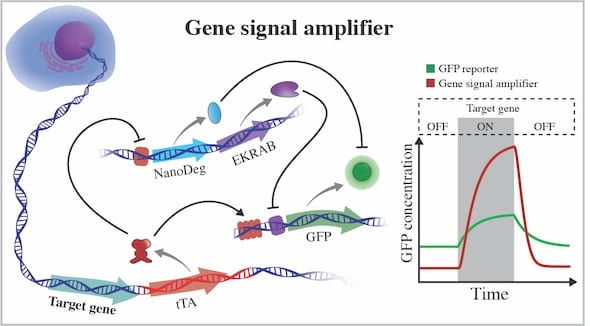 New chromosome-level detectors developed to monitor cellular activity