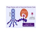 Bacteria’s ability to develop novel peptides for cancer treatment