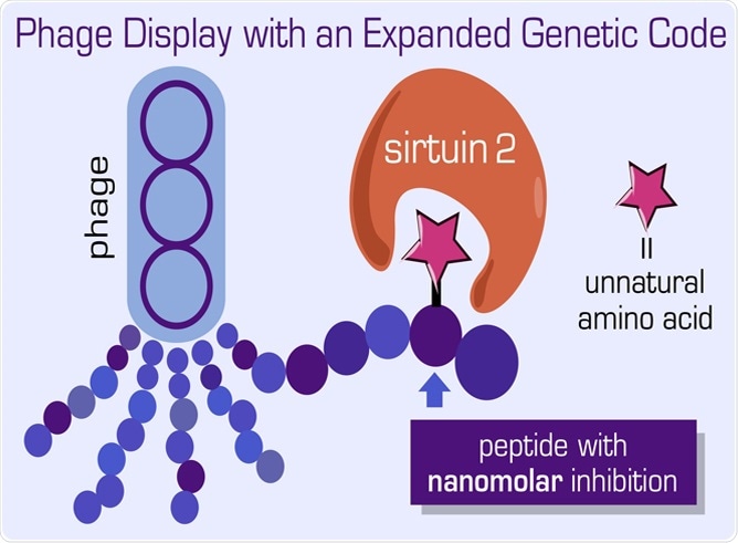 Chemists harness bacteria’s ability to develop novel peptides for cancer treatment Chemists harness bacteria’s ability to develop novel peptides for cancer treatment