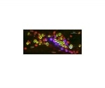 New computer program can help map individual nerve cells in worms