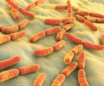 Study discovers hydrogen cycling in the Acetobacterium woodii bacterium