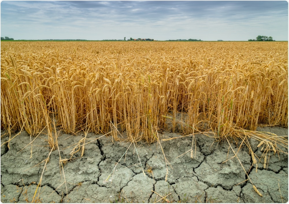 Wheat crops in drought Wheat crops in drought