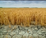 Silica could increase the availability of water to crops