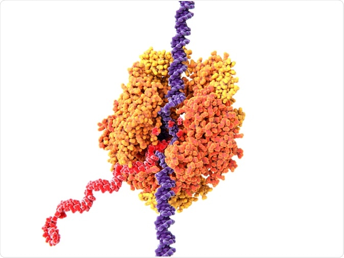 RNA Polymerase RNA Polymerase
