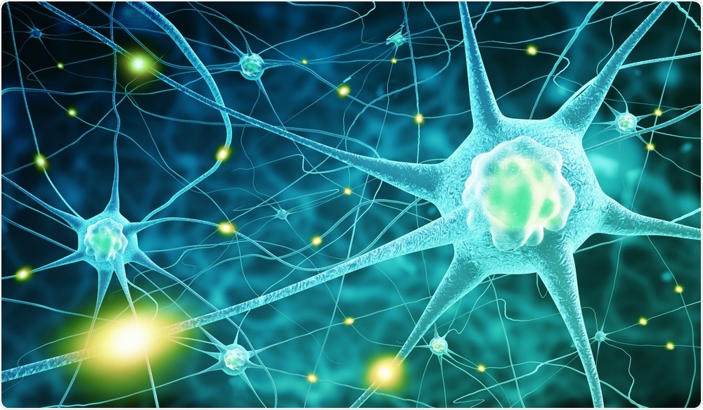 Nerve Cells Nerve Cells