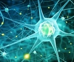 Changes in cell death patterns in the nervous system could allow a species to adapt to its environment