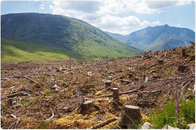 Deforestation Deforestation