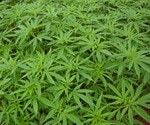 Identifying the sex chromosomes of Cannabis sativa