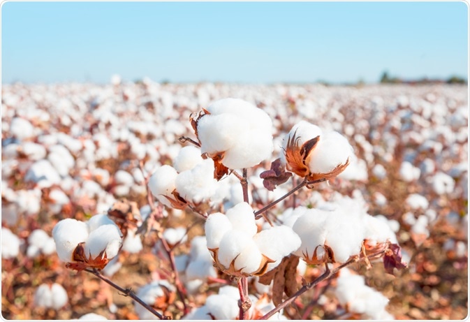 Cotton Plants Cotton Plants