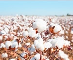 Water Stress on Cotton Plants