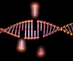 Study reveals key mechanism behind DNA repair processes