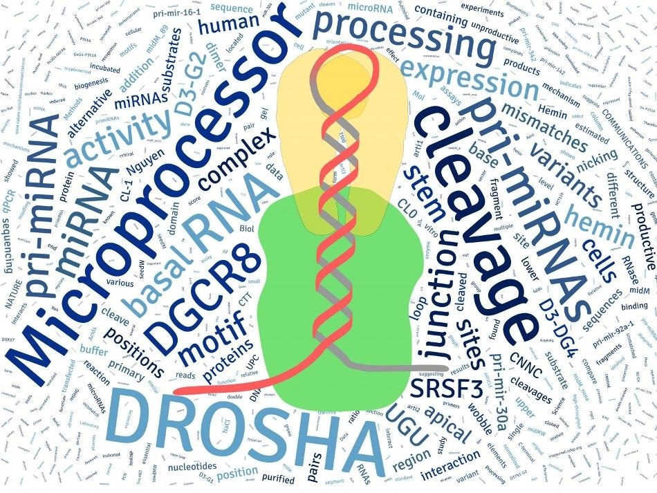 Study sheds light on the regulation of microRNAs
