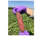 Research on sweet potato microbiome can improve its yield
