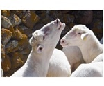 Genome analyses explain the reemergence of bluetongue virus in Europe