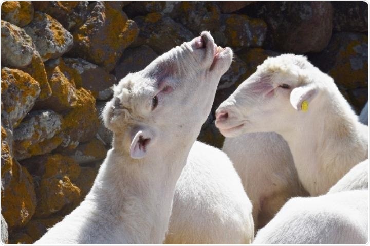 Genome analyses explain the reemergence of bluetongue virus in Europe