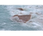 Gene-editing tools developed to study ocean microbes