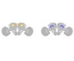 Genes control courtship and aggressive behaviors in fruit flies