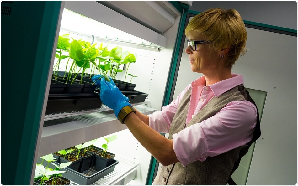 Researchers work on developing COVID-19 vaccine using plant virus