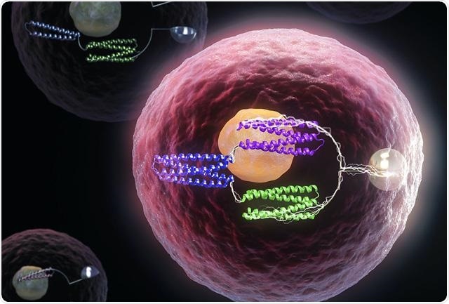 Study designs artificial proteins that function as molecular logic gates