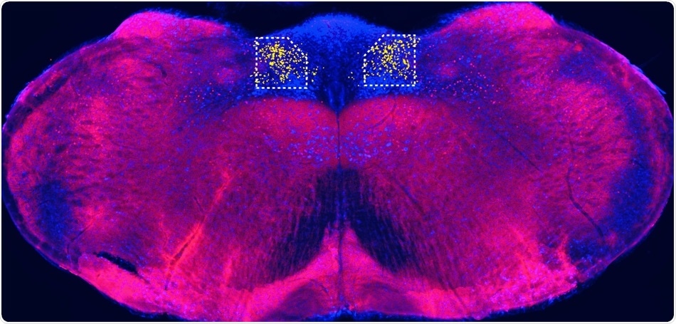 Gut-to-brain circuit may explain why artificial sweeteners fail to satisfy sugar cravings