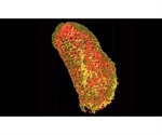 New method images proteins in 3D with nanoscale resolution
