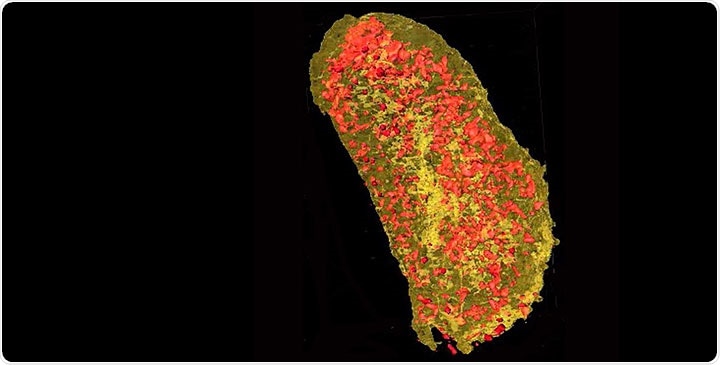 New method images proteins in 3D with nanoscale resolution