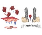 Study reveals shape-shifting enzyme dihydrofolate reductase is associated with catalysis
