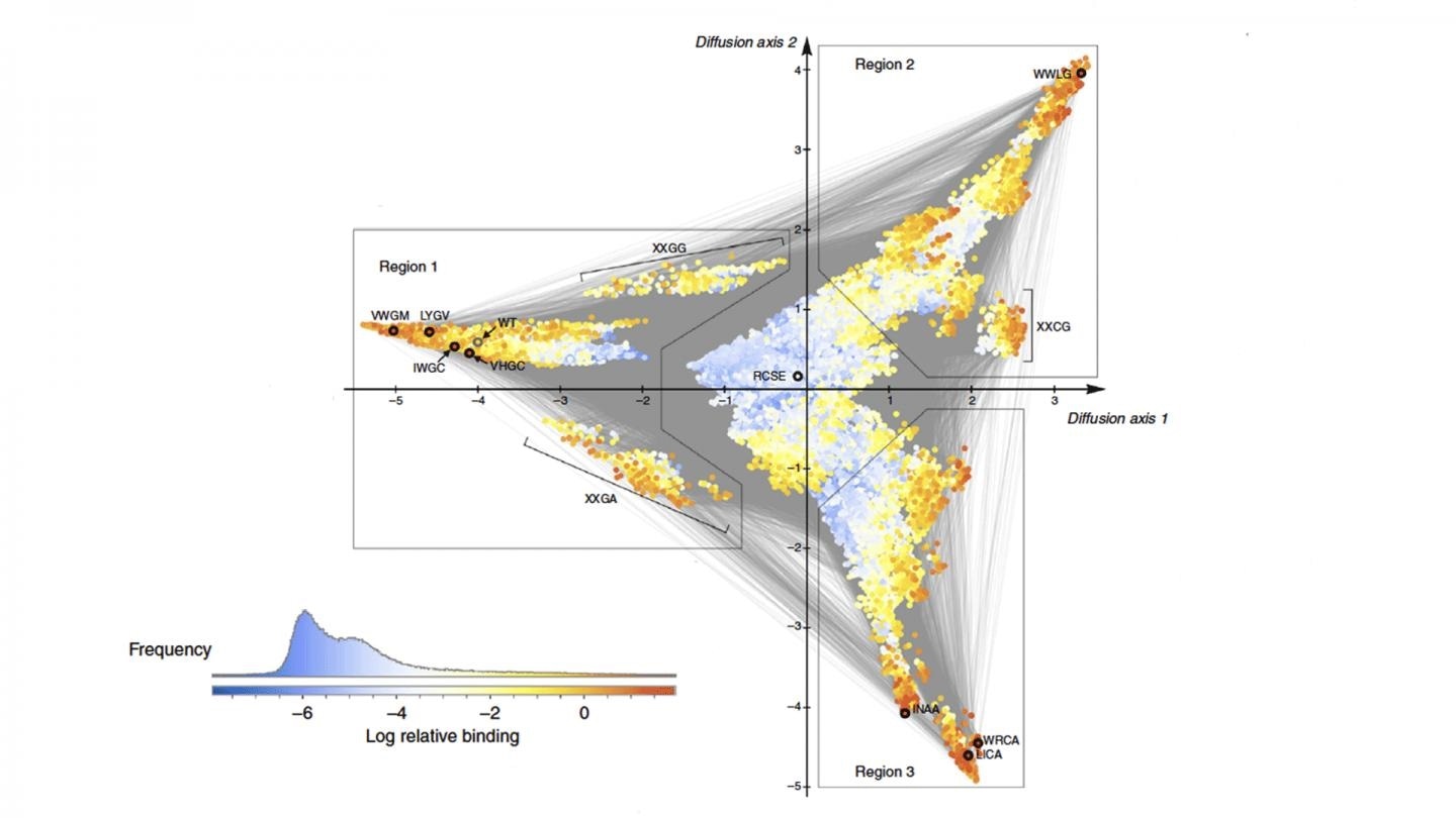 New algorithm predicts the evolution of genetic mutations in species