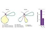New study on transposable elements could help advance understanding of genetic evolution