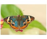 Study on butterfly breeding sheds light on the evolution of iridescent colors