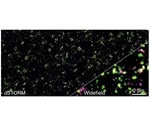Synapses of the human nervous system
