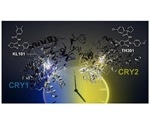 New small molecules show promise for treating obesity and other disorders