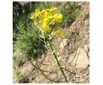 Study reveals details of evolutionary chemical arms race in wallflowers