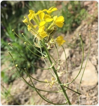 Study reveals details of evolutionary chemical arms race in wallflowers