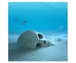 Certain proteins in bones could help estimate the time of death
