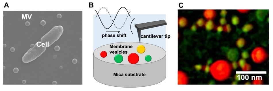 Physical properties of extracellular bacterial membrane vesicles are significantly diverse